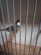 2 mooie witte lizard kanarie poppen, Dieren en Toebehoren, Vogels | Kanaries