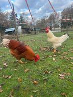 Hanen, Dieren en Toebehoren, Pluimvee, Mannelijk, Kip