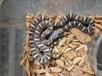 Pantherophis guttatus scaleless, Dieren en Toebehoren, 0 tot 2 jaar