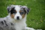 Australische herder pups ,Australian shepherd aussi, Dieren en Toebehoren, Honden | Herdershonden en Veedrijvers, België, 8 tot 15 weken