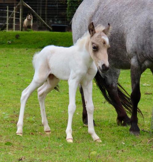 Mido en Joas NMPRS zoeken een goed thuis!, Dieren en Toebehoren, Paarden en Pony's | Dekhengsten en Fokmerries, Hengst