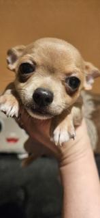 Lieve Chihuahua pups ( reutjes) mooie kleuren ras zuiver, Dieren en Toebehoren, Parvo, Reu, 8 tot 15 weken, Meerdere