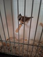 1-1 Kuifmees 2025, Dieren en Toebehoren, Vogels | Overige Vogels, Meerdere dieren, Wildzangvogel, Geringd