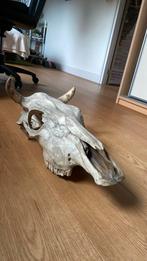 Stieren?? Schedel, Ophalen, Zo goed als nieuw, Dier