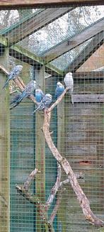 Grasparkieten, Dieren en Toebehoren, Vogels | Parkieten en Papegaaien, Meerdere dieren, Parkiet