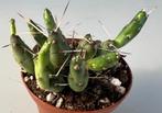 Tephrocactus Glomerata, Huis en Inrichting, Kamerplanten, Cactus, Minder dan 100 cm, Ophalen of Verzenden
