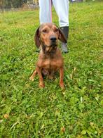 Atila – een rustige, zachtaardige moederhond op zoek naar, Dieren en Toebehoren, Particulier, Rabiës (hondsdolheid), 1 tot 2 jaar