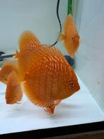 Discus Tiger Pigeon, Dieren en Toebehoren, Vissen | Aquariumvissen, Vis, Zoetwatervis, Schoolvis