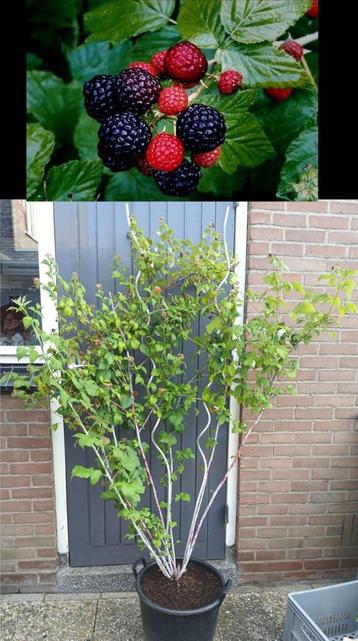 Zwarte Framboos- 1.80 mtr. H- Rubus Occidentalis Black Juwel beschikbaar voor biedingen