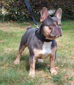 Super mooie gezonde franse bulldog dekreu lillac tan, Rabiës (hondsdolheid), 3 tot 5 jaar, Buitenland, Reu