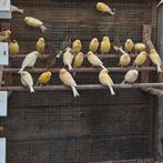 Kanaries, Dieren en Toebehoren, Vrouwelijk, Kleurkanarie