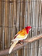 Rosella rubino, Dieren en Toebehoren, Mannelijk, Parkiet