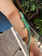 1.1. Bewezen kweekkoppel Gastropholis Prasina 2024, Dieren en Toebehoren, Reptielen en Amfibieën, Hagedis, Tam, 0 tot 2 jaar