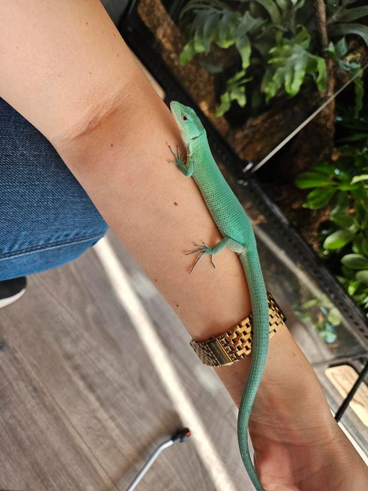 1.1. Bewezen kweekkoppel Gastropholis Prasina 2024, Dieren en Toebehoren, Reptielen en Amfibieën, Hagedis, 0 tot 2 jaar, Tam