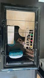 Groot Hamster kooi met diverse speeltjes en benodigdheden, Hamster, Mei, Meerdere dieren, Tam