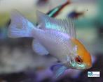 Mikrogeophagus ramirezi "Electric Blue Gold", Dieren en Toebehoren, Vissen | Aquariumvissen, Vis, Zoetwatervis