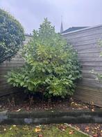 Magnolia struik te koop!, Tuin en Terras, Planten | Tuinplanten, Vaste plant, Halfschaduw, Lente, Ophalen