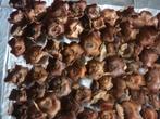 100 st gedroogde palmbloem palmblad palmboom palmdop krans, Huis en Inrichting, Ophalen of Verzenden