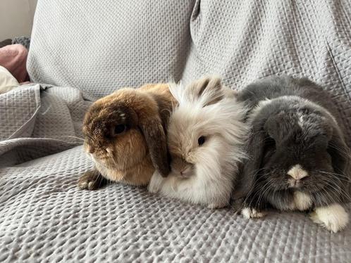 Konijnen, Dieren en Toebehoren, Konijnen, Klein, Meerdere dieren, 3 tot 5 jaar, Hangoor