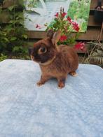 Te koop mooi bruin tan konijntje (rammetje)., Mannelijk, Dwerg, 0 tot 2 jaar