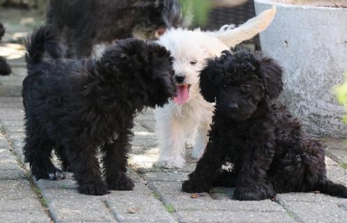 vrolijke maltipoo pups, Dieren en Toebehoren, Honden | Niet-rashonden, Klein, Meerdere dieren, Fokker | Hobbymatig, Meerdere, Nederland