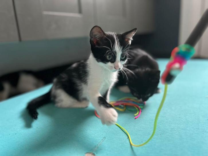 Kittens of jonge katten, Dieren en Toebehoren, Katten en Kittens | Overige Katten, Meerdere dieren