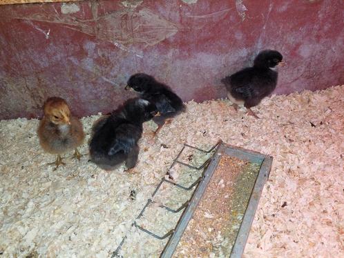 3 Noord-Hollandse blauwe hen kuikens, Dieren en Toebehoren, Pluimvee, Kip, Vrouwelijk