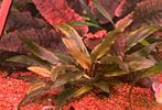 Cryptocoryne wendtii, Dieren en Toebehoren, Kreeft, Krab of Garnaal