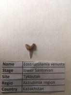 Eostriatolamia venusta haaientand uit Kazakhstan, Verzamelen, Mineralen en Fossielen, Ophalen of Verzenden, Fossiel