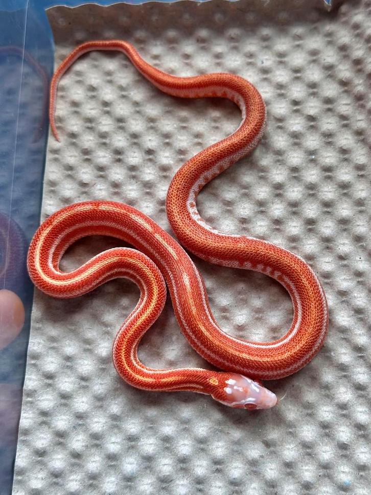 Microscaleless en scaleless