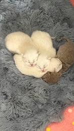 Britse kort haar kittens, Dieren en Toebehoren, Meerdere dieren, Kortharig, 0 tot 2 jaar