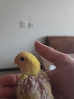 Baby Agapornissen Roseicollis - Niet per stuk., Geslacht onbekend, Dwergpapegaai of Agapornis