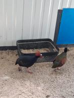 Trio roul roul, Dieren en Toebehoren, Meerdere dieren