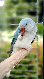 Halsband parkiet, Dieren en Toebehoren, Vogels | Parkieten en Papegaaien