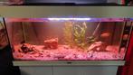 Compleet 180 L Aquarium. Met 18 vissen., Ophalen of Verzenden, Zo goed als nieuw