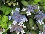 Hydrangea serrata 'Bluebird' Berghortensia schermvormig, Overige soorten, Vaste plant, Ophalen of Verzenden, Halfschaduw