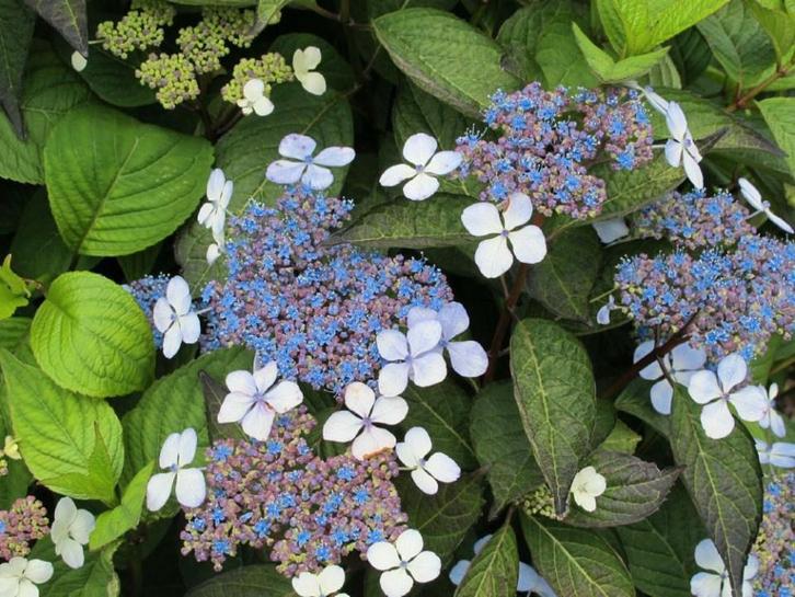 Hydrangea serrata 'Bluebird' Berghortensia schermvormig, Tuin en Terras, Planten | Tuinplanten, Vaste plant, Overige soorten, Halfschaduw