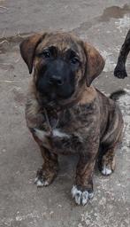 reu.  kruising presa canario x caucasian shepherd, Parvo, Reu, 8 tot 15 weken, Groot