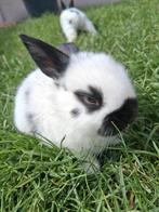 Baby Konijntjes te koop, Dieren en Toebehoren, Konijnen, Meerdere dieren, Dwerg