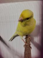 Waterslager kanarie, Mannelijk, Zangkanarie