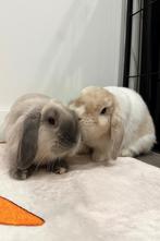 Prachtige, extreem lieve (gesteriliseerde) raszuivere ML, Dieren en Toebehoren, Konijnen, Vrouwelijk, Middelgroot, Hangoor, 0 tot 2 jaar