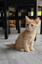 2 kittens, Meerdere dieren, Kortharig, 0 tot 2 jaar