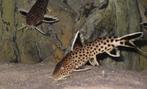 Synodontis Petricola XL, Dieren en Toebehoren, Vissen | Aquariumvissen, Vis, Zoetwatervis, Schoolvis