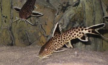 Synodontis Petricola XL beschikbaar voor biedingen