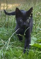 SPOED nog 1 lieve kater kitten, Kater, Kortharig, 0 tot 2 jaar