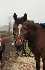 Bruin Mexicaans hoofdstel maat Full, Dieren en Toebehoren, Paarden en Pony's | Hoofdstellen en Tuigage, Verzenden, Gebruikt