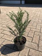 Taxus voor haag (Taxus baccata), Tuin en Terras, Planten | Struiken en Hagen, Ophalen, Taxus, Haag, Minder dan 100 cm