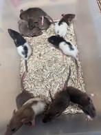 Tamme dumbo ratjes,rittens, Rat, Mei, Meerdere dieren, Tam