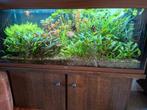 Juwel rio 240 beuken kleur aquarium, Ophalen of Verzenden, Zo goed als nieuw, Leeg aquarium