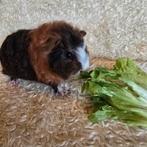 Mario, cavia beertje, Cavia, Mannelijk, December, Tam